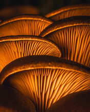 Forest Mushrooms At Night