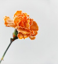 Orange Carnation On A White Background, One Flower