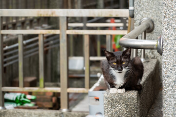 Poster - stray black and white cat