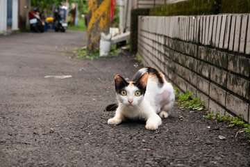 Canvas Print - little stray tortoiseshell cat