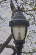 A Streetlamp of the old style on a corner in Brooklyn, New York
