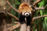 Fototapeta Zwierzęta - The red panda lives in the mountains from southwest China to the Himalayas.