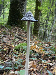 Sticker - Wild mushroom with a black and white cap in a forest