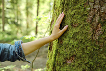 Girl Hand Touches A Tree With Moss In The Wild Forest. Forest Ecology. Wild Nature, Wild Life. Earth Day. Traveler Girl In A Beautiful Green Forest. Conservation, Ecology, Environment Concept