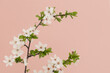 Białe kwiaty drzewa wiśni na gałązce, na różowym tle