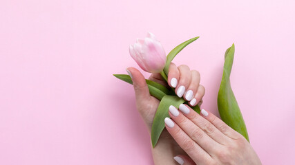 Wall Mural - Female hands with beautiful manicure - white ivory oval nails with tulip flower on pink paper background with copy space