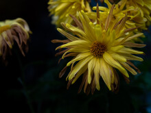 Yellow Withered Chrysanthemums In A Vase Standing By The Window