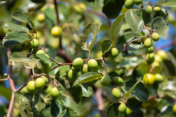 Green jujube fruit on the jujube tree in the garden