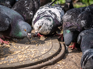 street pigeons peck grain from the sewer hatch. color