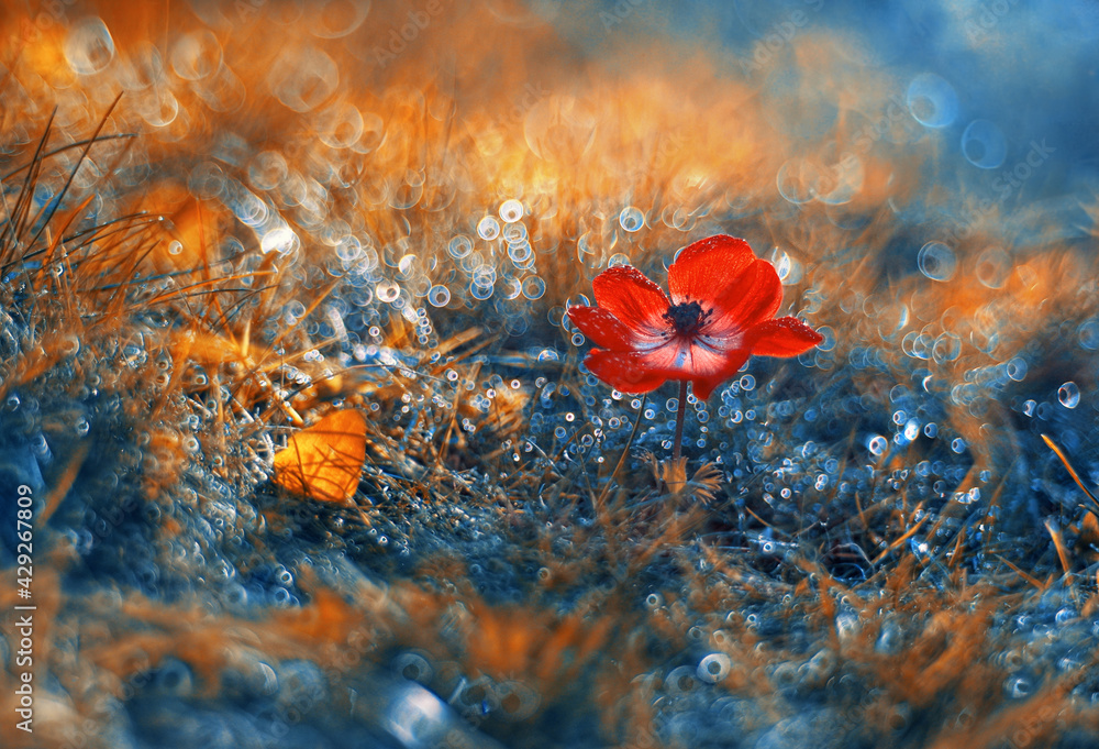Zawilec (Anemone) kompozycja w trawach. Red flowers - obrazy, fototapety, plakaty 
