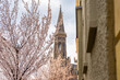 Zionskirche tower and cherry trees in blossom, Berlin, Germany