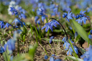 Spring flowers, blue snowdrops. A beautiful lawn. Scandinavian nature.Concept, spring background, April, March.There is place for text.