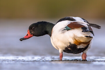 Poster - Common shelduck walking in shallow water