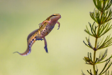 Poster - Male Palmate newt swimming in natural aquatic habitat