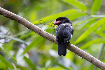 Wall Mural - Beautiful of Black bird, Beautiful of Broadbill, Dusky broadbill ( Corydon sumatranus )