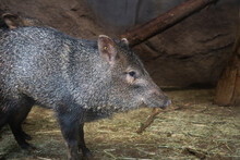 Collared Peccary Photographed From Close Up.