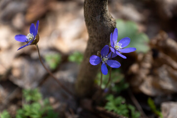 Closeup photo of first spring blue and yellow flowers that growing in the forest. Hepatica nobilis