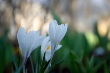 Closeup photo of first spring blue and yellow flowers that growing in the forest. Hepatica nobilis