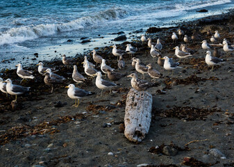 Wall Mural - Seagulls on the beach at Fort Worden State Park in the evening - Port Townsend, WA, USA