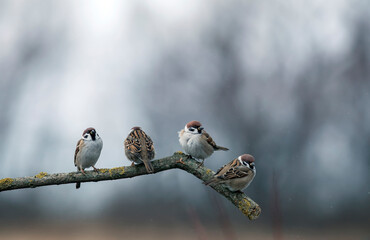 Wall Mural - small sparrow birds perch on a branch in a rainy garden