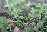 Fototapeta Storczyk - mushrooms in the grass
