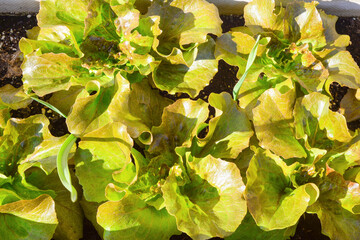 juicy bright green with a reddish tinge lettuce leaves close-up, top view. Vegetarian ingredient. Background of appetizing young leaves of sprig leafy greens lettuce