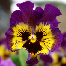 Bold Purple And Yellow Pansy In Spring Garden. Formally Known As Fizzy Fruit Salad Mix Pansy (Viola X Wittrockiana)