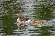 A Greylag Goose (Anser Anser) With Its Three Gosling Swimming In A Pond During A Spring Day
