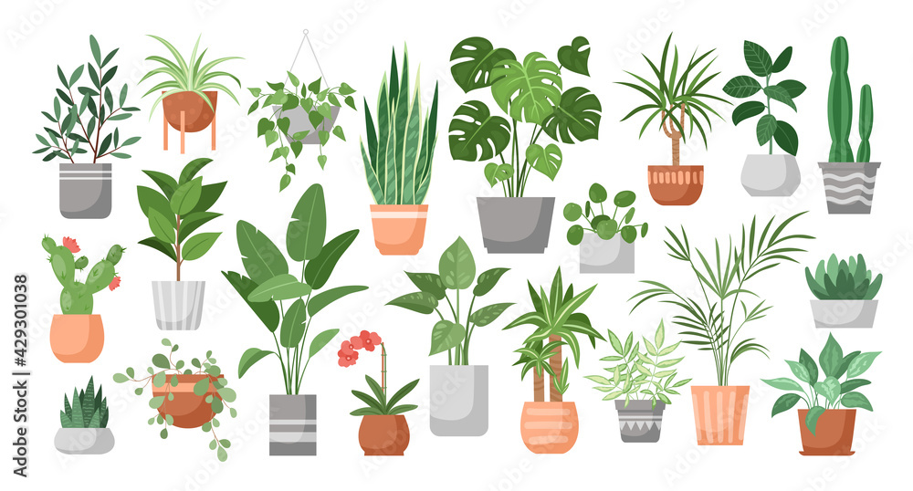 Houseplants. Vector set of house decor with plants, succulents in pot. Indoor exotic flowers with stems and leaves. Monstera, ficus, pothos, yucca, dracaena, cacti, snake plant for home and interior - obrazy, fototapety, plakaty 