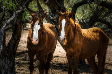 Salt River Wild Horses