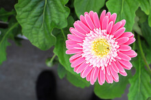 Background Of A Pink And Yellow Gerbera