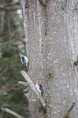 Hairy Woodpeckers, females, dominance conflict. In white pine.