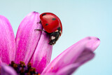 Fototapeta Niebo - Extreme macro shots, Beautiful ladybug on flower leaf defocused background.