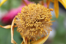 Macro Of The Seed Tufts On Gerbera After Blooming