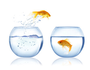 Wall Mural - Beautiful bright goldfish jumping out of water on white background