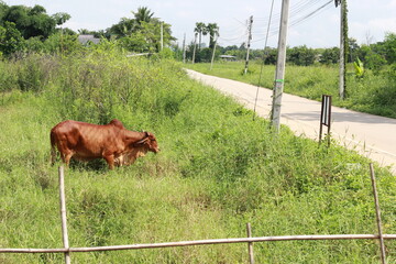 cow are eating grass in the field in Thailand nature background