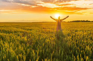 a man stnding and watching sunset in a wheaten shiny field with golden wheat and sun rays, deep blue
