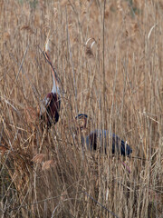 Wall Mural - Purple Herons (Ardea purpurea) performing a courtship display at their nesting site in the reeds, Germany