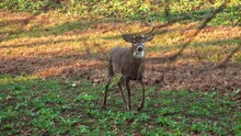 Young Wide Whitetail Buck Walks Into Food Plot