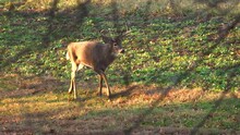 A Whitetail Buck Walking Through Open Field