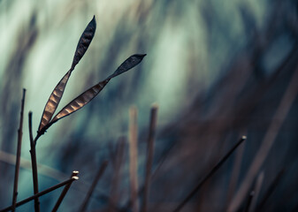 Leinwandbilder - colorful springtime abstract floral background with dry plants