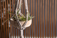 Tillandsia Plants Hanging On Blurred Background, Space For Text. House Decor