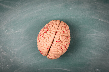 Wall Mural - Brain model and sample on a green chalk board. Skills and idea concep