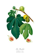 Vintage Watercolour Botanic Art Poster Of Fig.