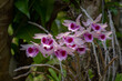 Beautiful blooming pink and purple dendrobium anosmum orchid species on natural background