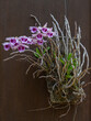 Beautiful blooming white and purple dendrobium anosmum epiphtyic orchid species isolated on dark wood background