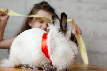 White beautiful cute fluffy decorative pet rabbit in a bow sits on a wooden surface