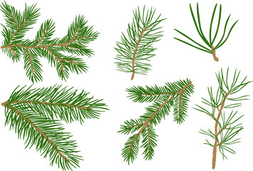 Set of collection of green natural forest pine, Christmas tree, needles branches of greenery, pine needles. Decorative winter seasonal editable, isolated art set. Vector graphics 