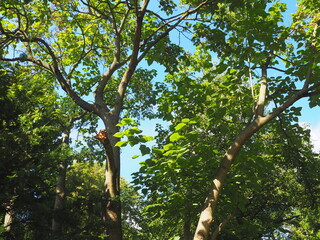 Paulownia tomentosa (Paulownia tomentosa), China