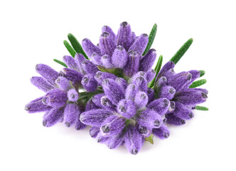 Lavender flowers isolated on white background